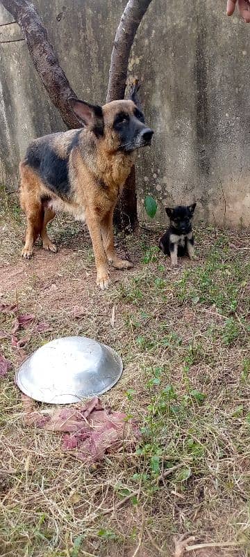 German shepherd female puppy 1