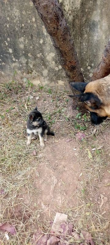 German shepherd female puppy 2