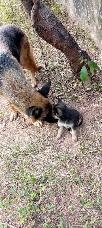 German shepherd female puppy 3