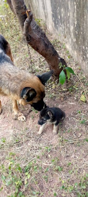 German shepherd female puppy 4