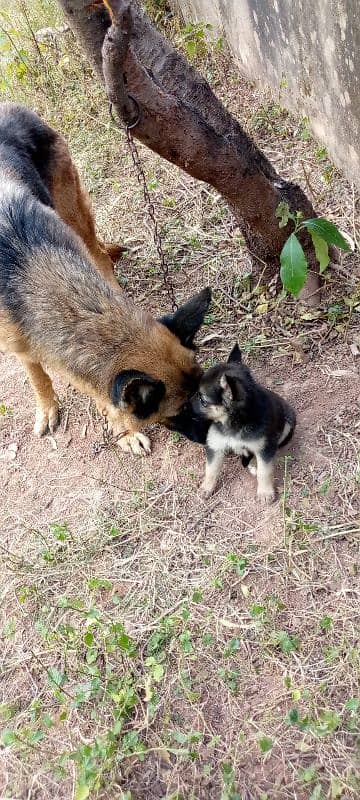 German shepherd female puppy 5