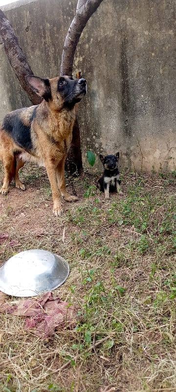 German shepherd female puppy 6