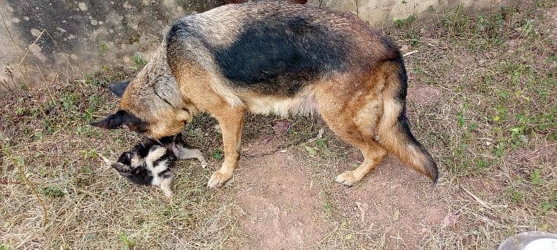 German shepherd female puppy 7