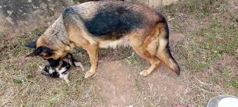 German shepherd female puppy 8