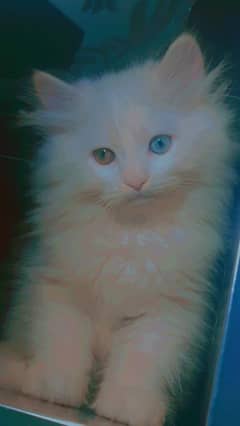 Persian cats/triple coated Persian cats/Persian kittens/punch face