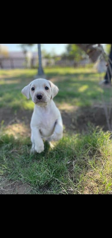 Pure British Labrador Puppy A Grade 0