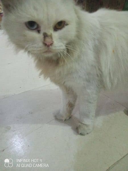 Persian cat double coat 1