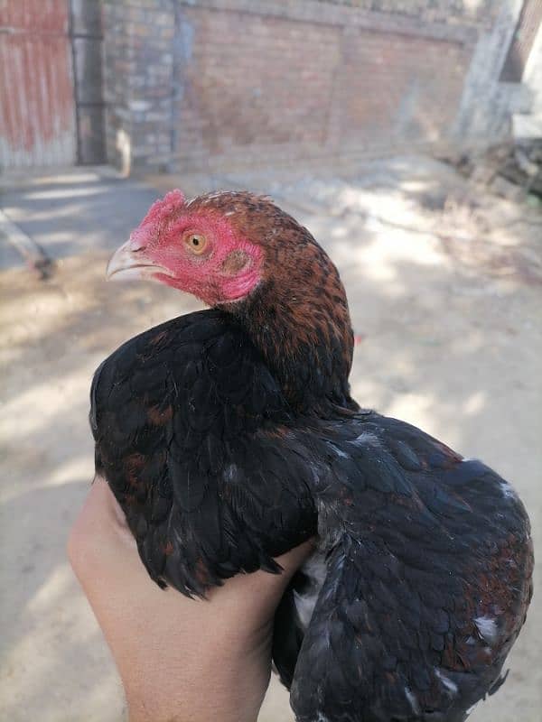 High quality aseel pair for sale 2