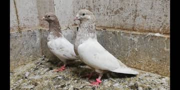 Indian lakhe kabootar breeder pigeons location Sialkot 03331517566