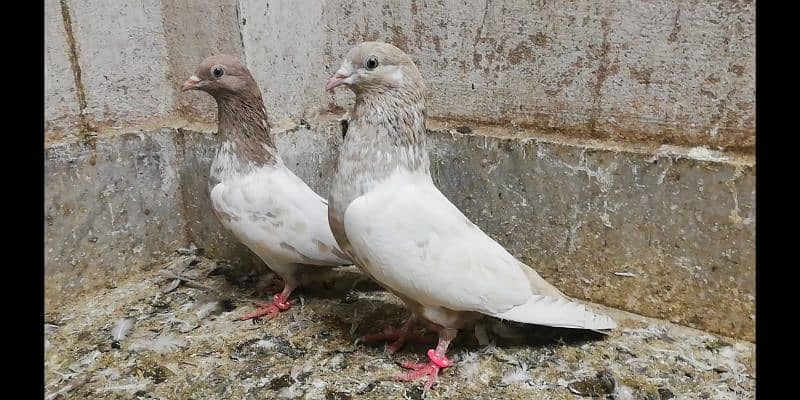 Indian lakhe kabootar breeder pigeons location Sialkot 03331517566 0