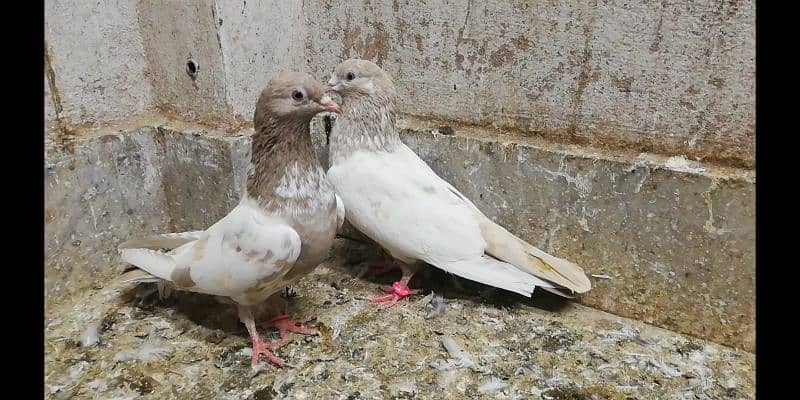 Indian lakhe kabootar breeder pigeons location Sialkot 03331517566 1