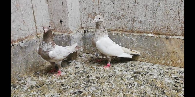 Indian lakhe kabootar breeder pigeons location Sialkot 03331517566 2