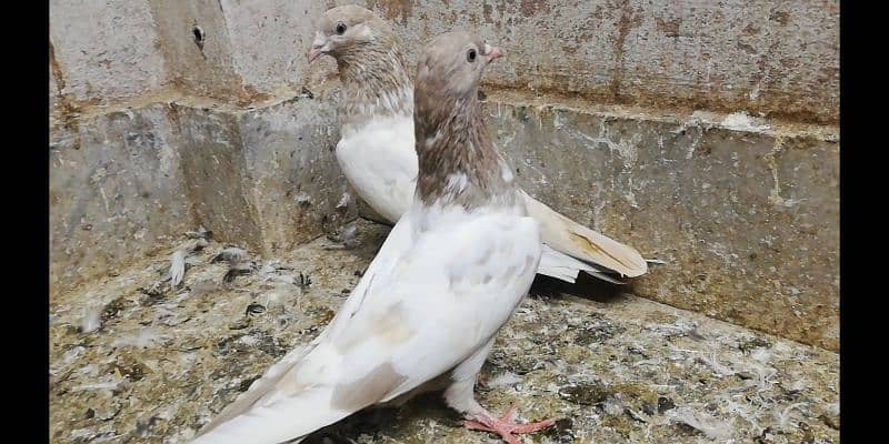 Indian lakhe kabootar breeder pigeons location Sialkot 03331517566 3