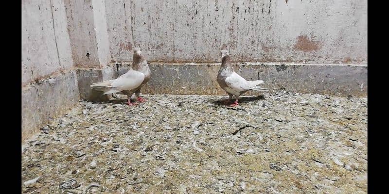 Indian lakhe kabootar breeder pigeons location Sialkot 03331517566 4