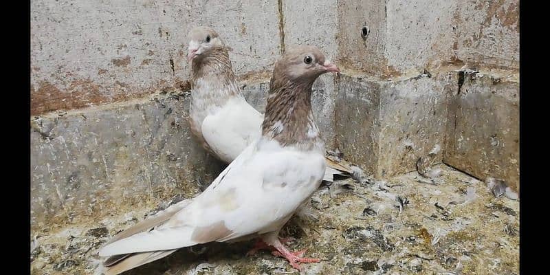 Indian lakhe kabootar breeder pigeons location Sialkot 03331517566 5