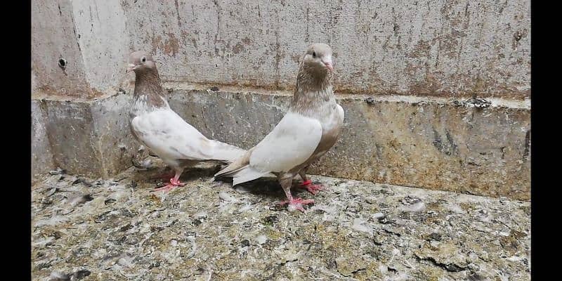 Indian lakhe kabootar breeder pigeons location Sialkot 03331517566 6