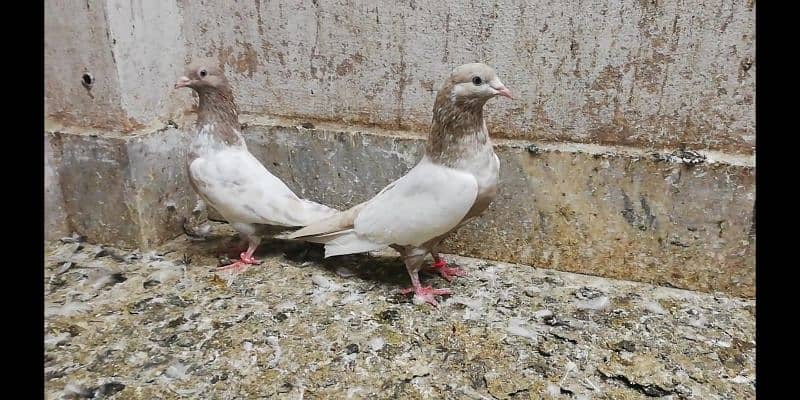 Indian lakhe kabootar breeder pigeons location Sialkot 03331517566 7