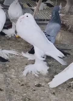 White Pomerian Piegon Top Quality Available