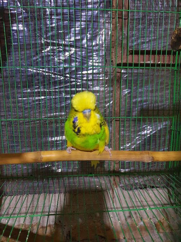 exibition budgies, hogoromo, albino black eyes red eyes, pastelino 3