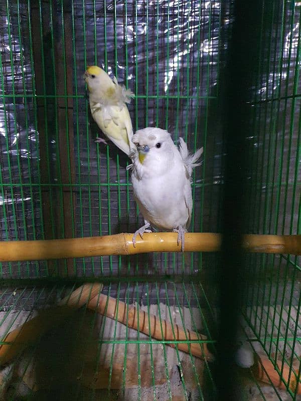 exibition budgies, hogoromo, albino black eyes red eyes, pastelino 4