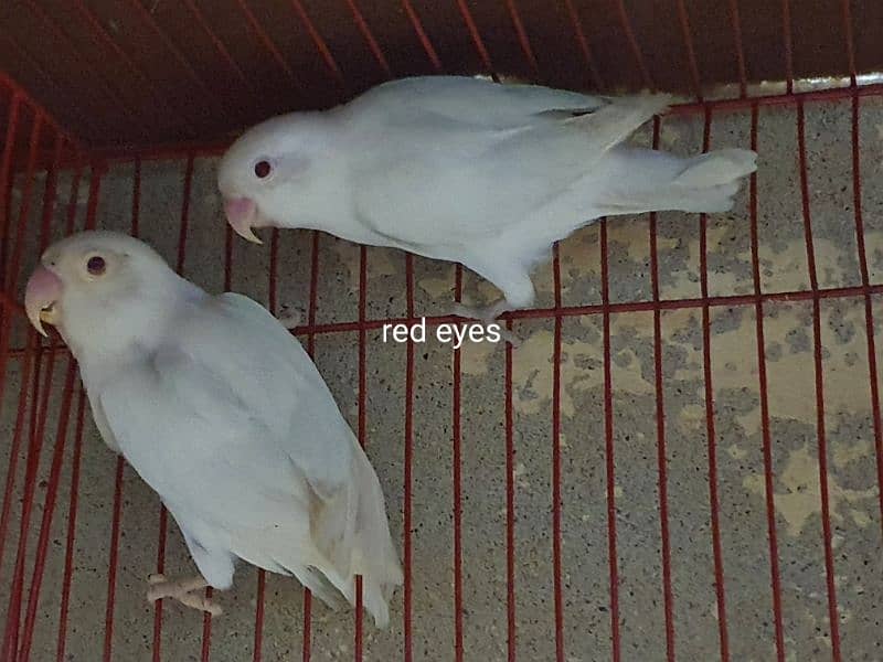 exibition budgies, hogoromo, albino black eyes red eyes, pastelino 5