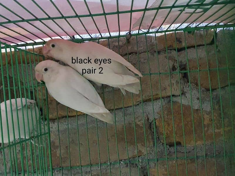 exibition budgies, hogoromo, albino black eyes red eyes, pastelino 6