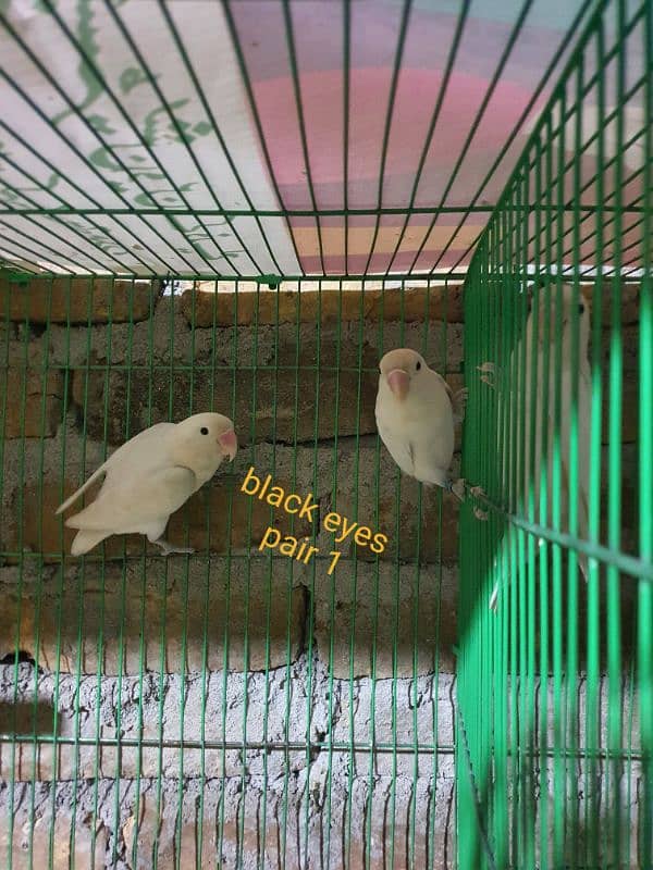 exibition budgies, hogoromo, albino black eyes red eyes, pastelino 8