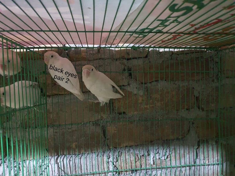 exibition budgies, hogoromo, albino black eyes red eyes, pastelino 9