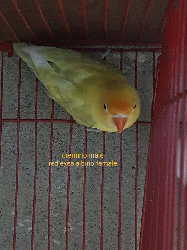 exibition budgies, hogoromo, albino black eyes red eyes, pastelino 11