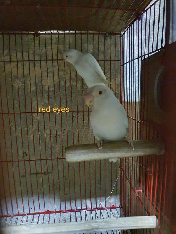 exibition budgies, hogoromo, albino black eyes red eyes, pastelino 14