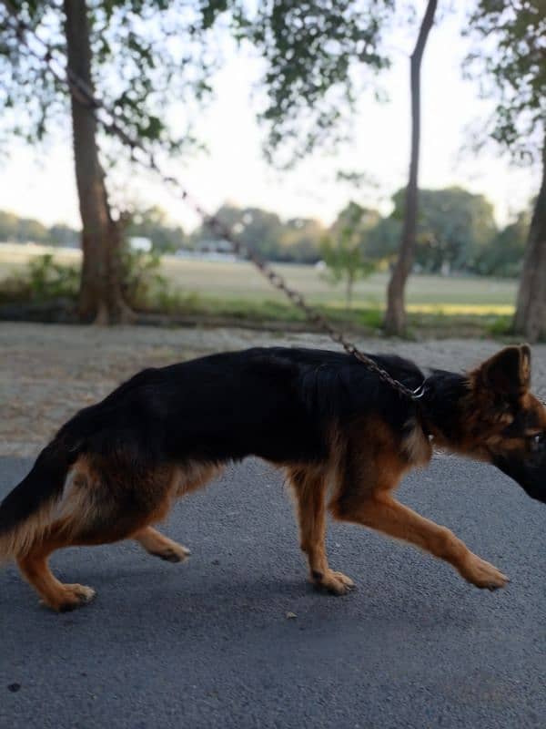 German Shepherd Female Puppy 3