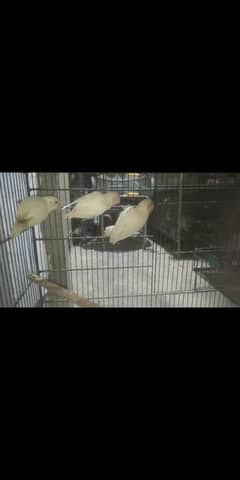 Birds and parrots for sale