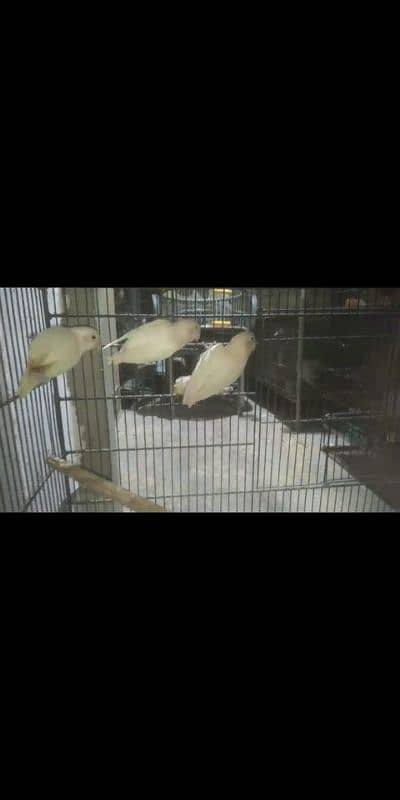 Birds and parrots for sale 0