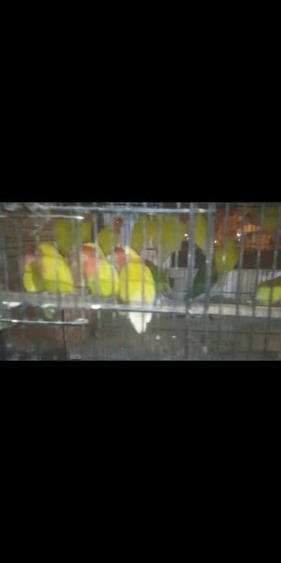 Birds and parrots for sale 1