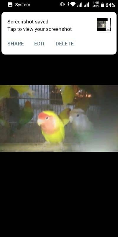 Birds and parrots for sale 2