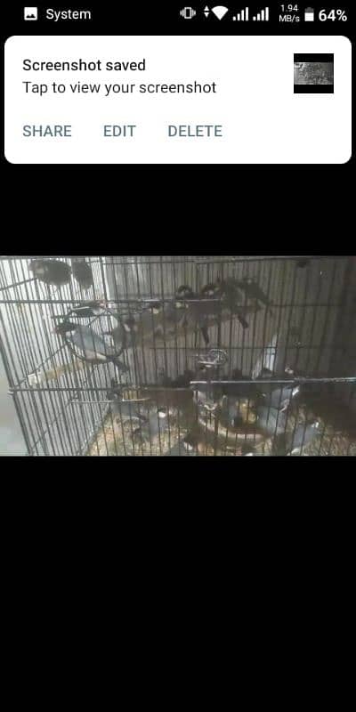 Birds and parrots for sale 3