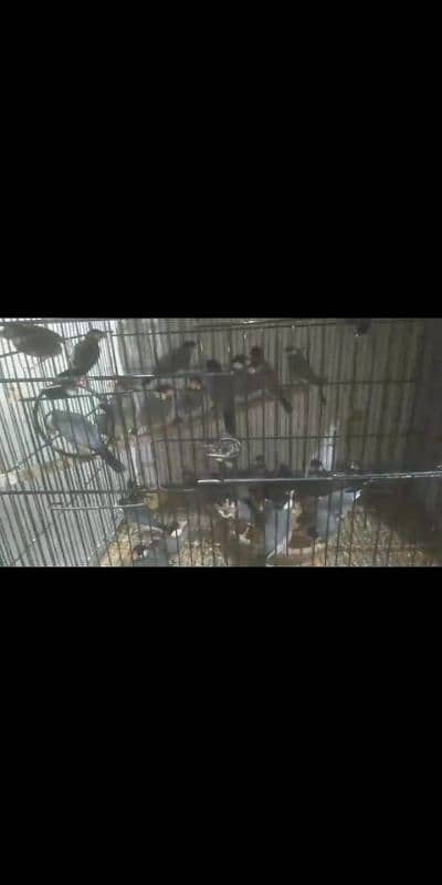 Birds and parrots for sale 4