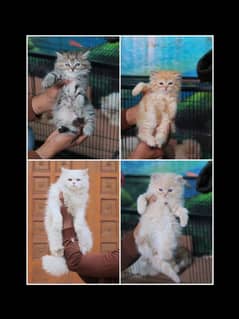 Kittens , Cat , Fluffy , FS Cattery , Tripple Coat , Beautiful kittens