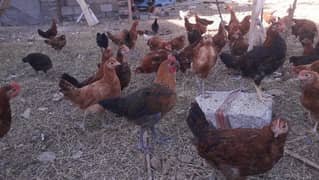 Desi Hens| Desi Murgian | Misri| Pathian | Phatay | مرغیاں