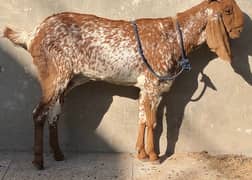 Makhi Cheeni Bakri For Sale