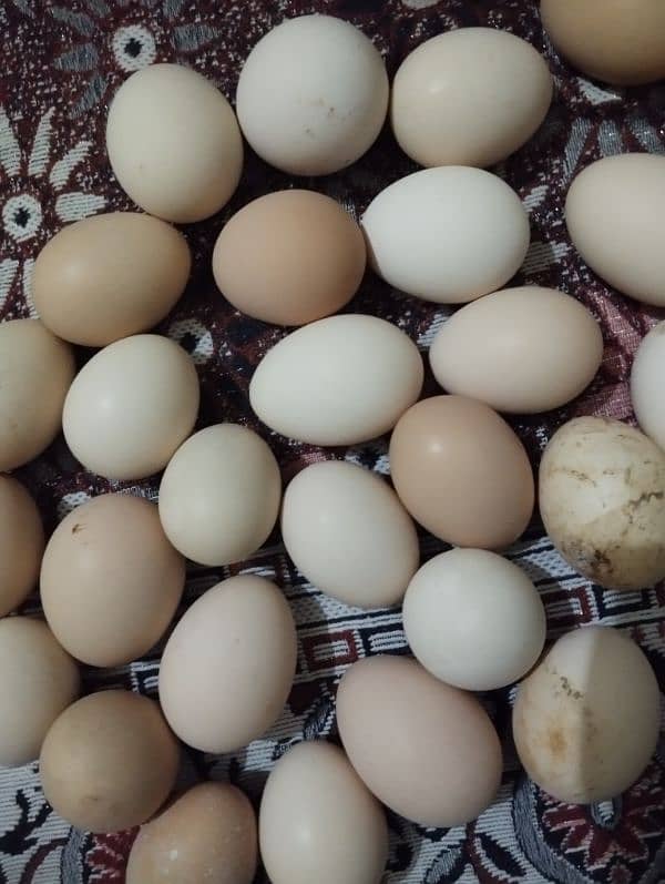 Dasi eggs for sale 0