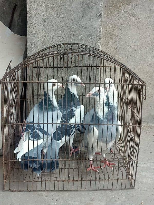 dealing pigeons 2