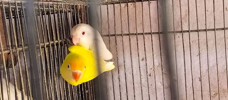 love birds breeder setup for sale 0