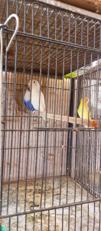 love birds breeder setup for sale 1