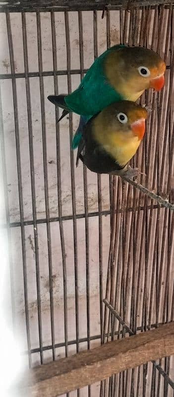 love birds breeder setup for sale 2