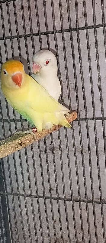 love birds breeder setup for sale 6