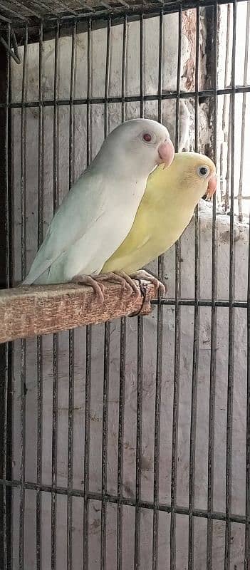 love birds breeder setup for sale 7