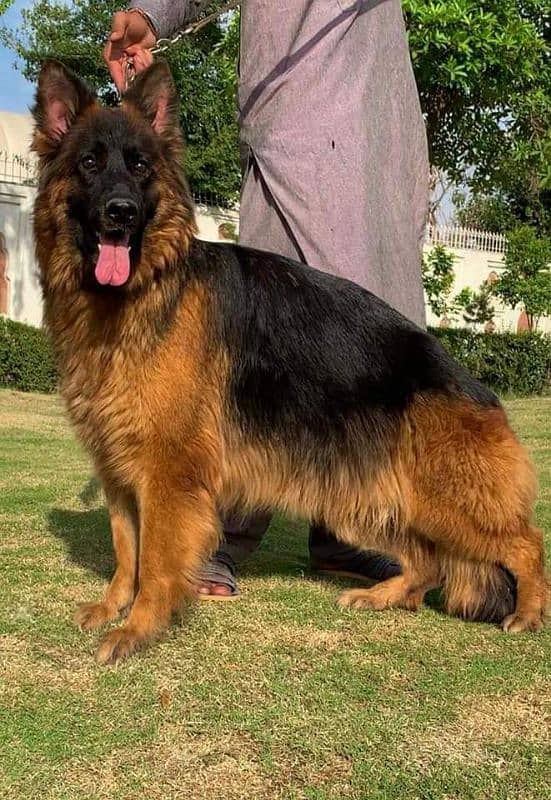 German shepherd puppies Double CoatMy WhatsApp number 03001868066 0