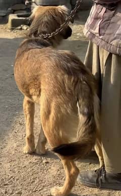 Afghan kochi female