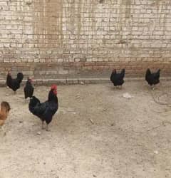 4 murgi australorp contact number 03061715088